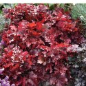 Żurawka - Heuchera 'Forever Red' ROŚLINY