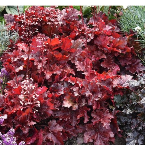 Żurawka - Heuchera 'Forever Red' ROŚLINY
