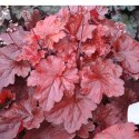 Żurawka - Heuchera 'Forever Red' ROŚLINY