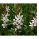 Gaura Lindheimera - bylina do ogrodu ROŚLINY