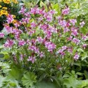 Gaura 'Siskiyou Pink' (Gaura lindheimeri) - sadzonka ROŚLINY