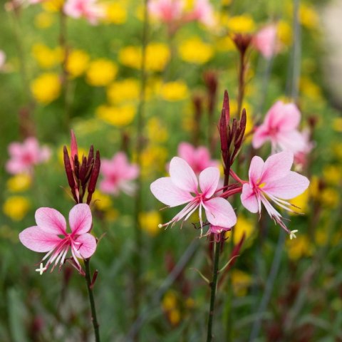 Gaura 'Siskiyou Pink' (Gaura lindheimeri) - sadzonka ROŚLINY