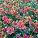 Helenium X Hybridum Bandera Dzielżan Ogrodowy ROŚLINY