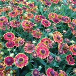 Helenium X Hybridum Bandera Dzielżan Ogrodowy ROŚLINY