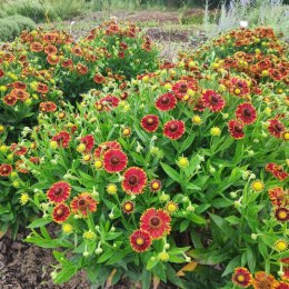 Helenium X Hybridum Bandera Dzielżan Ogrodowy ROŚLINY