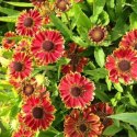 Helenium X Hybridum Bandera Dzielżan Ogrodowy ROŚLINY