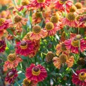 Helenium X Hybridum Bandera Dzielżan Ogrodowy ROŚLINY