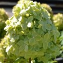 Hortensja bukietowa limonkowozielona C3 ROŚLINY