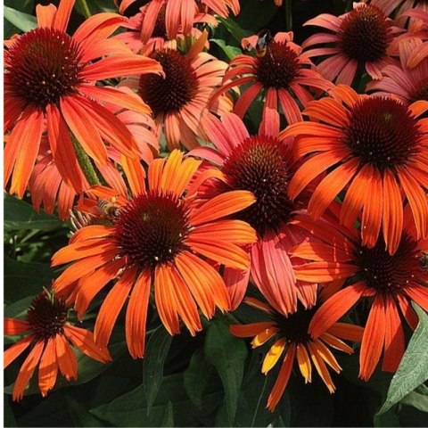 Jeżówka Purpurowa Echinacea Purpurea 'Skipper Orange' ROŚLINY