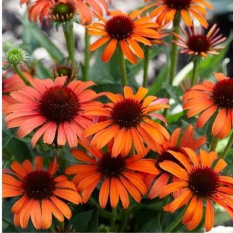 Jeżówka Purpurowa Echinacea Purpurea 'Skipper Orange' ROŚLINY