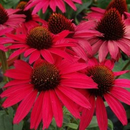 Jeżówka Purpurowa 'Glowing Dream' (Echinacea Purpurea 'Glowing Dream') ROŚLINY