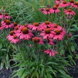 Jeżówka Purpurowa 'Glowing Dream' (Echinacea Purpurea 'Glowing Dream') ROŚLINY