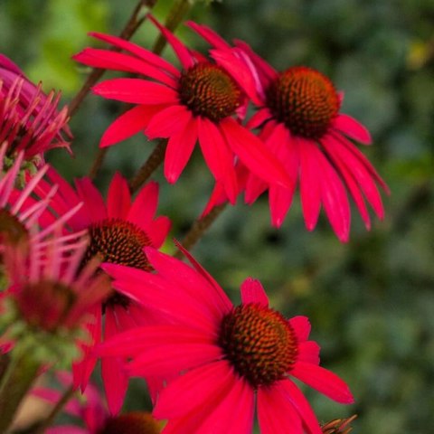 Jeżówka Purpurowa 'Glowing Dream' (Echinacea Purpurea 'Glowing Dream') ROŚLINY