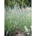 Lavandula X Intermedia Exceptional Lawenda Pośrednia ROŚLINY