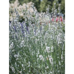 Lavandula X Intermedia Exceptional Lawenda Pośrednia ROŚLINY