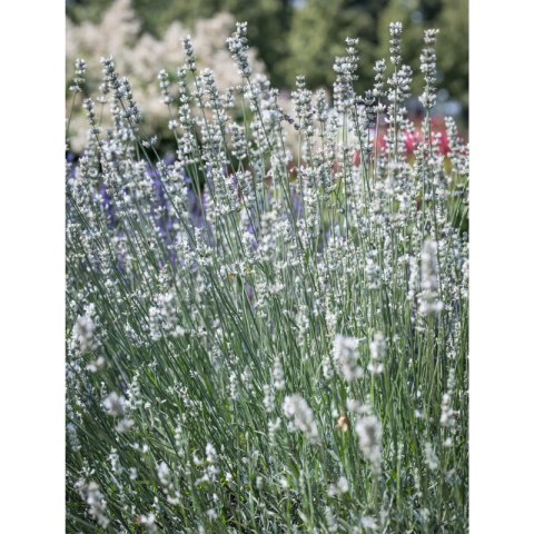 Lavandula X Intermedia Exceptional Lawenda Pośrednia ROŚLINY