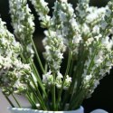 Lavandula X Intermedia Exceptional Lawenda Pośrednia ROŚLINY