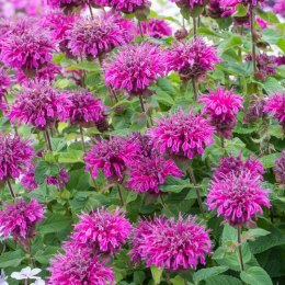 Pysznogłówka 'Bee-Free' (Monarda hybrida) - sadzonka ROŚLINY