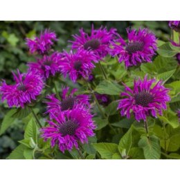 Pysznogłówka 'Bee-Free' (Monarda hybrida) - sadzonka ROŚLINY