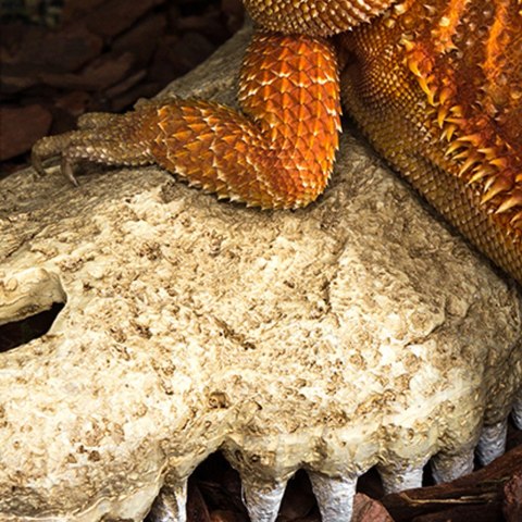 Repti-Zoo Crocodile Skull M - czaszka krokodyla Repti-Zoo