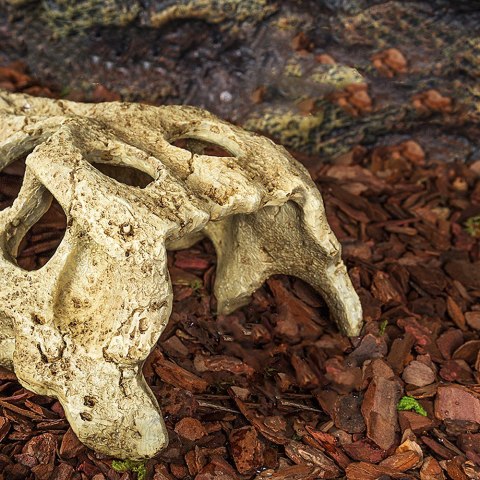 Repti-Zoo Crocodile Skull M - czaszka krokodyla Repti-Zoo