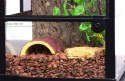 Repti-Zoo Glass Terrarium 30x30x45cm - szklane terrarium z metalową siatką Repti-Zoo