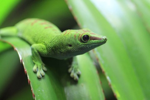 Repti-Zoo Terrarium AK 21x31x15 Repti-Zoo