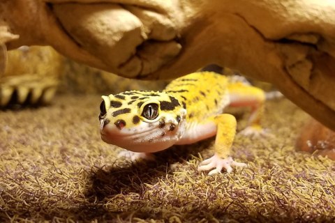 Repti-Zoo Terrarium AK 21x31x15 Repti-Zoo