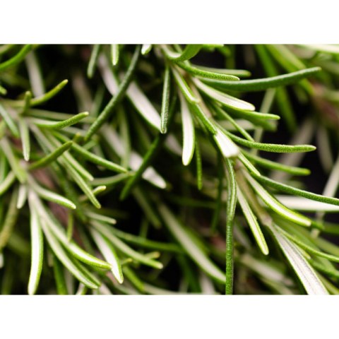 Rozmaryn lekarski (Rosmarinus officinalis) - sadzonka ROŚLINY