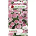 Stokrotka pospolita 'Pomponette' różowa W.Legutko
