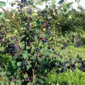 Świdośliwa olcholistna 'Smoky' - sadzonka do ogrodu ROŚLINY