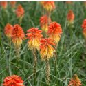 Trytoma Groniasta 'Poco Daybreak' - Kniphofia 'Poco Daybreak' ROŚLINY