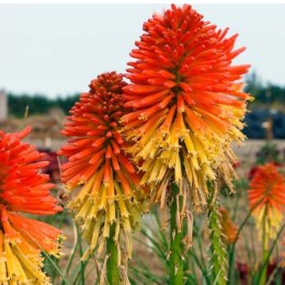 Trytoma Groniasta 'Poco Daybreak' - Kniphofia 'Poco Daybreak' ROŚLINY