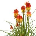 Trytoma Groniasta 'Poco Daybreak' - Kniphofia 'Poco Daybreak' ROŚLINY