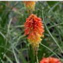 Trytoma Groniasta 'Poco Daybreak' - Kniphofia 'Poco Daybreak' ROŚLINY