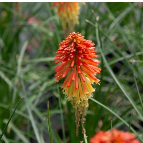 Trytoma Groniasta 'Poco Daybreak' - Kniphofia 'Poco Daybreak' ROŚLINY