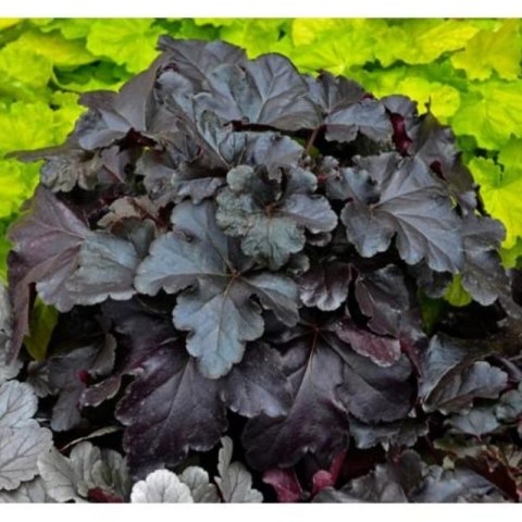 Żurawka - Heuchera 'Black Pearl' ROŚLINY