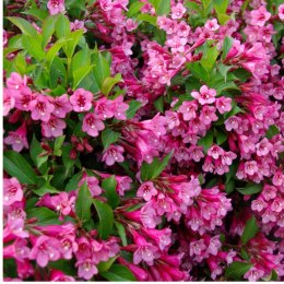 Krzewuszka cudowna - Weigela florida 'Rumba' ROŚLINY
