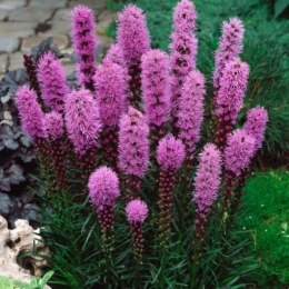 Liatra Kłosowa Fioletowa - Liatris Spicata 1 Szt. ROŚLINY