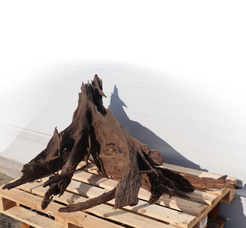 Malaysian Driftwood Giant XXXL - korzeń 150cm