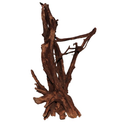 Malaysian Driftwood Giant XXXL - korzeń 150cm