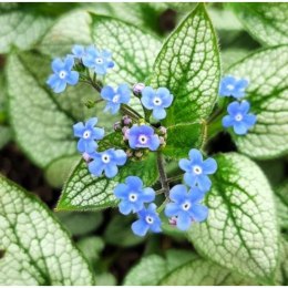 Brunnera Macrophylla 'Looking Glass' ROŚLINY