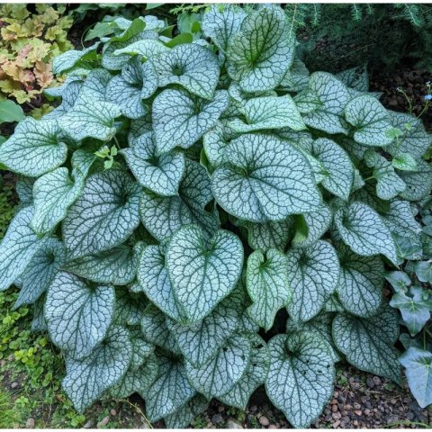 Brunnera Macrophylla 'Looking Glass' ROŚLINY
