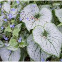 Brunnera Macrophylla 'Looking Glass' ROŚLINY
