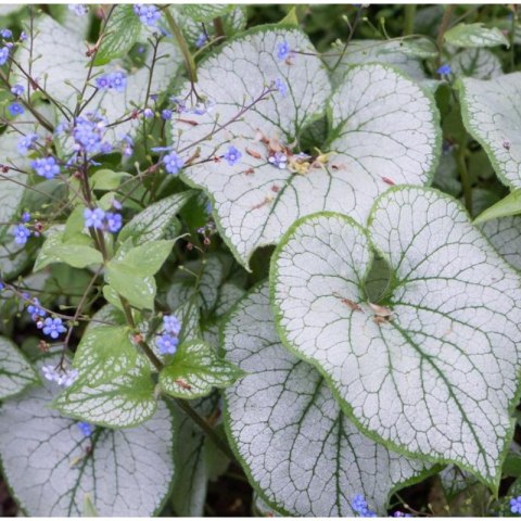 Brunnera Macrophylla 'Looking Glass' ROŚLINY