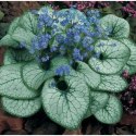 Brunnera Macrophylla 'Looking Glass' ROŚLINY