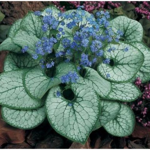 Brunnera Macrophylla 'Looking Glass' ROŚLINY