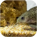 Eco Plant Natural River 1kg - żwir rzeczny 1-3mm Eco Plant