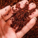 Komodo Komodo Rainforest Substrate 6l - podłoże tropikalne