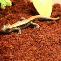 Komodo Komodo Rainforest Substrate 6l - podłoże tropikalne